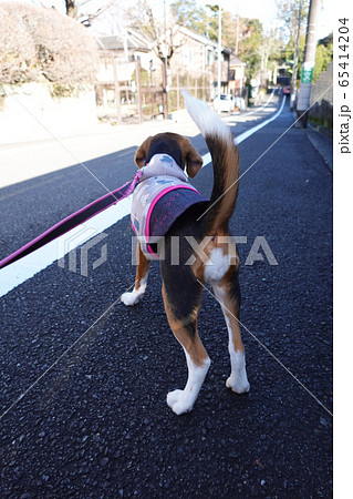 ビーグル 子犬 パピー 犬 お散歩 犬の散歩 ビーグル 子犬 パピー 犬 お散歩 犬の散歩 65414204