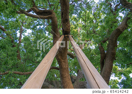 清田の大樟8221 65414242