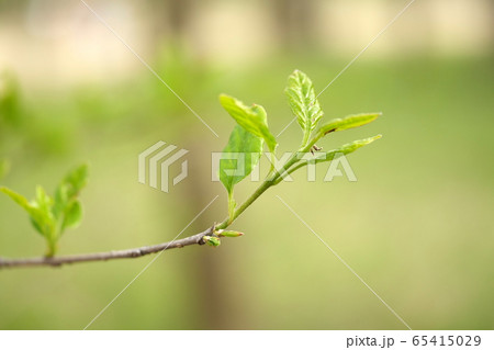 みどりの新芽 みどりの新芽 65415029