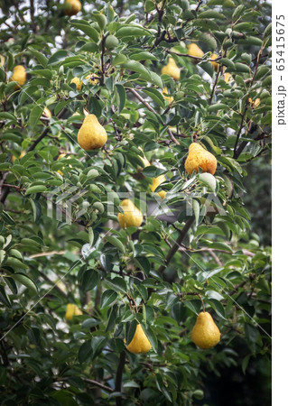 garden ripe yellow pears on a tree in the rain. Harvesting in the garden. Organic natural food garden ripe yellow pears on a tree in the rain. Harvesting in the garden. Organic natural food 65415675