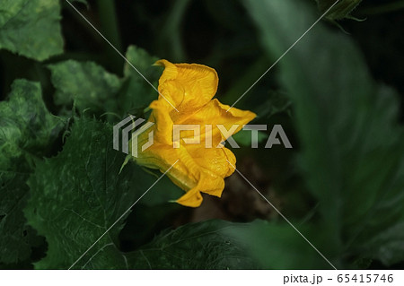 Top view of flowers and leaves of zucchini plant. 65415746