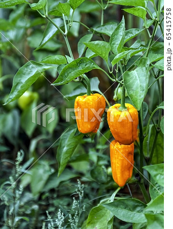Yellow and orange bell pepper plant in a vegetable garden, ready to harvest 65415758