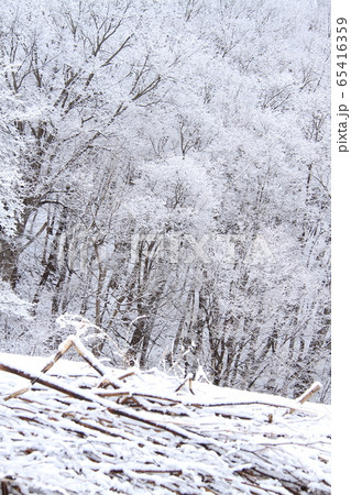 三月の美しい北海道の山里の雪景色、山の斜面に生える雪を被った真っ白い樹木 65416359