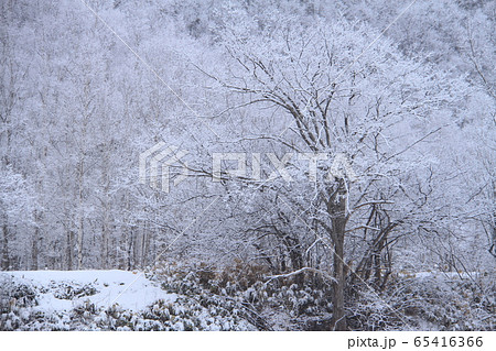 三月の美しい北海道の山里の雪景色、山裾の樹木の写真素材 [65416366] - PIXTA