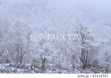 三月の美しい北海道の山里の雪降り風景、雪化粧した山裾の樹木 65416367