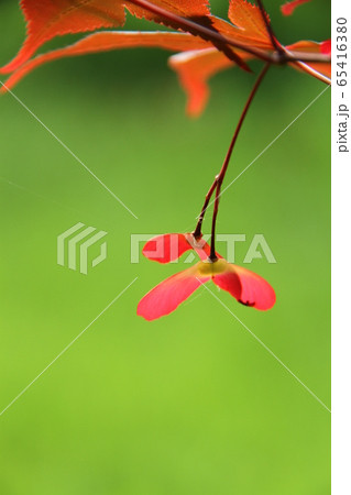 楓の実、種 楓の実、種 65416380