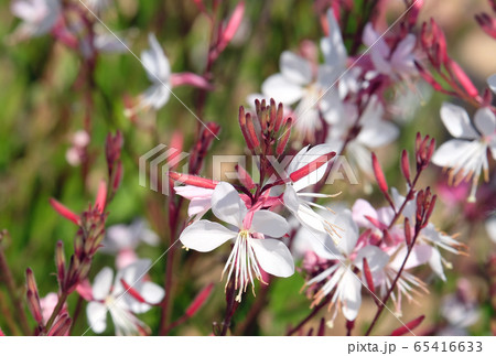 Spring flowering decorative Gaura lindheimeril 65416633