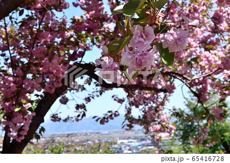 【山形県寒河江市】5月の寒河江公園 八重桜 ピンクの花アップ 65416728