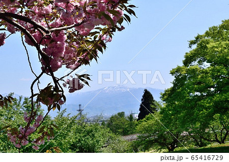 5月の山形 寒河江公園 新緑と八重桜 65416729