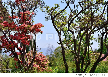 5月の山形 寒河江つつじ公園 ヤマツツジの写真素材