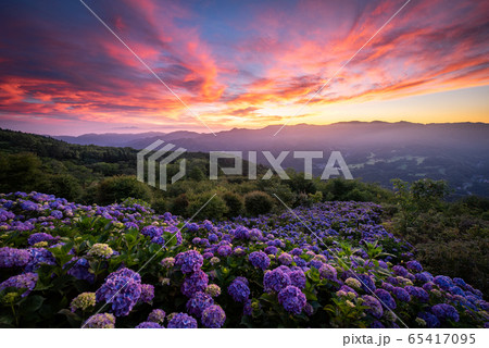 美の山公園のアジサイ 夜明けの写真素材