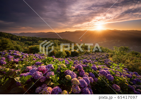 美の山公園のアジサイ 夜明けの写真素材