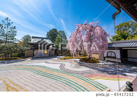 高台寺　枝垂桜　 65417232