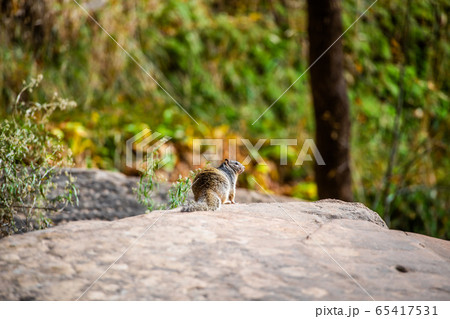Squirrel portrait on a rock in nature 65417531