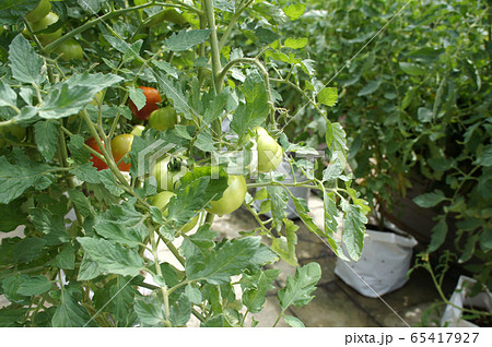 Planting tomatoes using modern methods. It was planted in pots. Irradiated using the self dripping method. Planted in enclosed areas for pest control. Planting tomatoes using modern methods. It was planted in pots. Irradiated using the self dripping method. Planted in enclosed areas for pest control. 65417927
