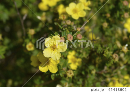 Shrubby Cinquefoil 65418602