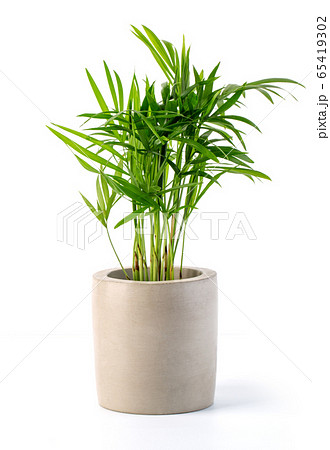 Decoration plant on concrete pot 65419302