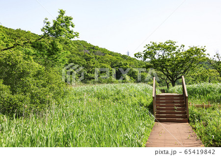 小網代の森（初夏） 65419842