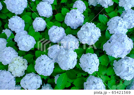 Hydrangea from above - Stock Photo [65421569] - PIXTA