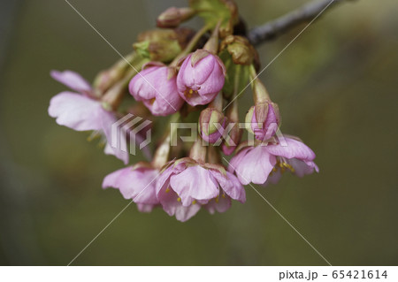 河津桜の蕾と花 65421614