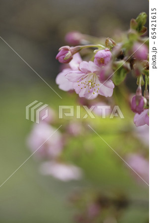 河津桜の蕾と花 河津桜の蕾と花 65421615