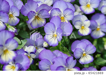 ビオラの花 65421669
