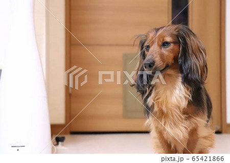 見つめる犬の写真素材