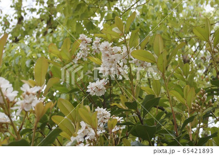 シャリンバイ シャリンバイ 65421893