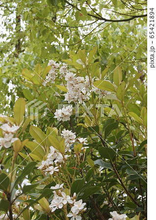 シャリンバイ 65421894