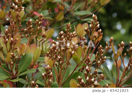 シャリンバイ シャリンバイ 65421925