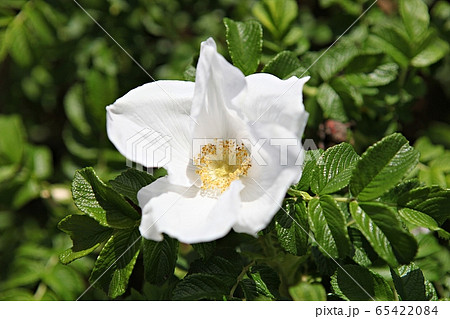 春の花 花 花びら 65422084
