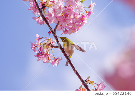 サクラ 河津桜とメジロ サクラ 河津桜とメジロ 65422146