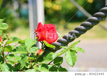 バラの花 ふれ太鼓 バラの花 ふれ太鼓 65422445