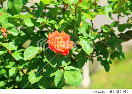 バラの花 ふれ太鼓 バラの花 ふれ太鼓 65422446