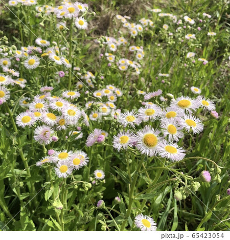 野原 花びら ホワイト 65423054