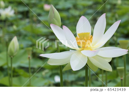 蓮の花 65423439