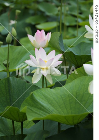 蓮の花 65423445
