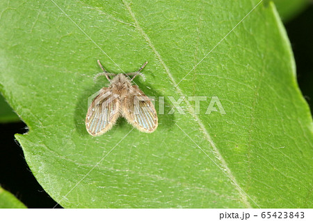 生き物　昆虫　オオチョウバエ、幼虫は下水や浄化槽の汚泥で育つので人に近い昆虫。当然嫌われ者です 65423843
