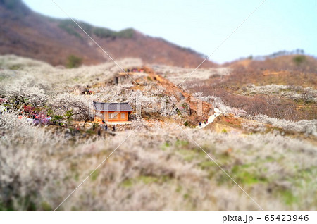 自然 景色 屋外 65423946