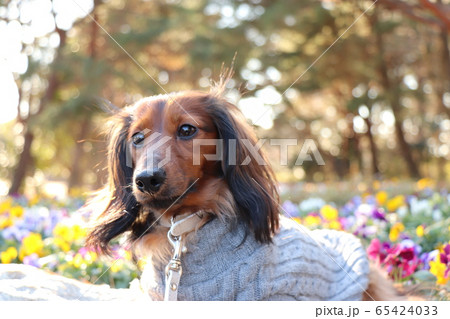 花と犬 65424033