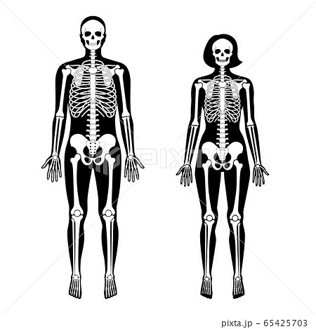Woman And Man Skeleton Anatomyのイラスト素材