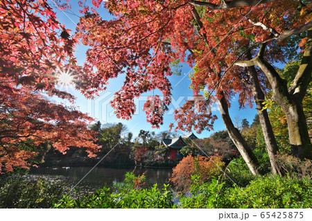 井の頭公園の紅葉の写真素材