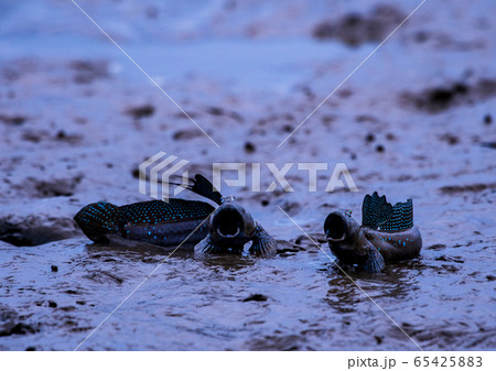 ムツゴロウ 65425883