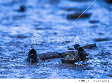 ムツゴロウ ムツゴロウ 65425884