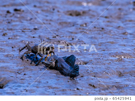 ムツゴロウ 65425941