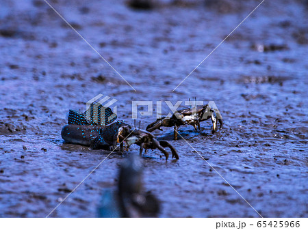 ムツゴロウ 65425966