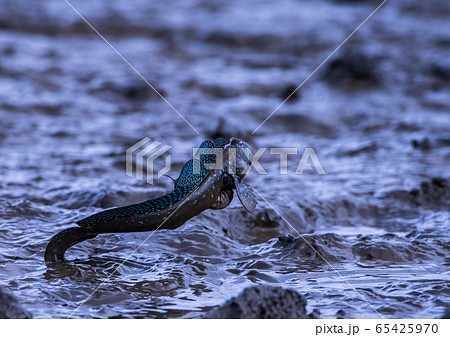 ムツゴロウ ムツゴロウ 65425970