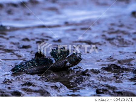 ムツゴロウ 65425971