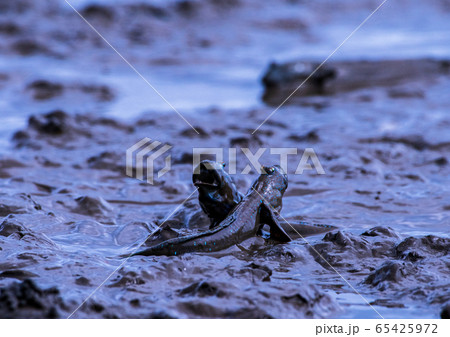 ムツゴロウ ムツゴロウ 65425972