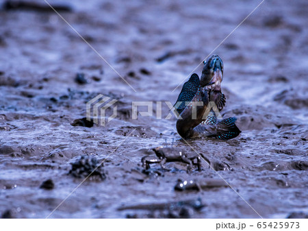 ムツゴロウ 65425973